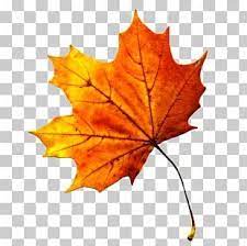 Autumn Leaf Color Maple Leaf Png Autumn Leaf Color Leaf Coloring Autumn Leaves