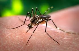 In victoria, tx provides complete bug and pest control services for all residential locations. Mosquito Control Victoria Tx Mosquito Squad Of Victoria