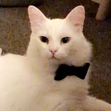 Fundraiser by Katie Haller : Princes last hope