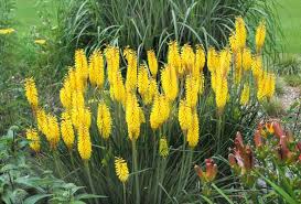 Image result for Kniphofia