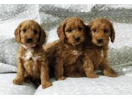 Find local poodle puppies from around the country on the poodle breeder list. Red Toy Cockapoo Pasteurinstituteindia Com