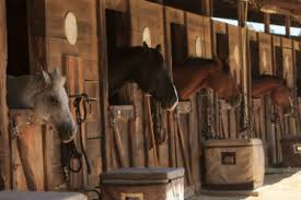 House flies and stable flies are common pests around horse barns, stables, and corrals. Veterinarian Tips To Clear A Horse Barn Of Flies