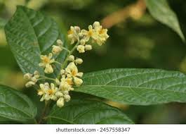 Image result for Grewia praecox