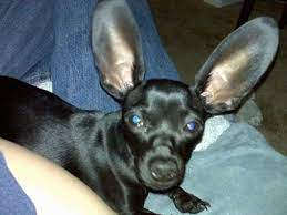 Check spelling or type a new query. Chiweenie Dog Breed Information And Pictures