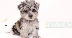 Black And White Yorkie Poo Puppies For Sale Yorkie Poo Puppy For Sale In Naples Fl Adn 32900 On Puppyfinder Com Gender Male Age 10 Weeks Old Yorkie Poo Yorkie Poo Puppies Puppies For Sale