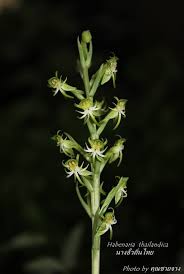 Image result for Habenaria schimperiana