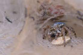 Do baby scorpions eat their mother? Watch Baby Spiders Eat Their Mothers Alive