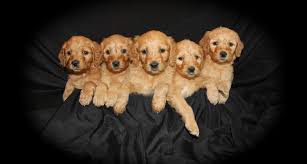 Spay/neuter contracts are legally enforced** puppies are microchipped in breeders name until proof os spay/neuter is provided per contract (spay/neuter. Goldendoodle Puppies Texas Gorgeous Goldendoodles