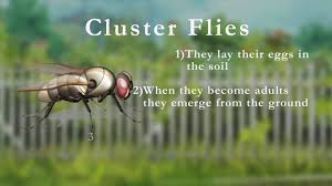 We did not find results for: How To Get Rid Of Cluster Flies Cluster Fly Infestation