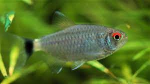 Red cichlid fish, ruby red peacock fish, isolated on white background. Redeye Tetra Fish Species Profile