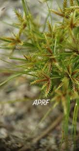Image result for Cyperus cuspidatus