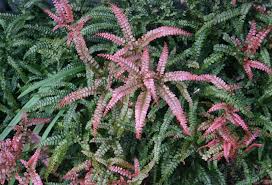 Image result for Adiantaceae