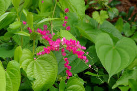 Pin On Coral Vine