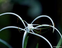 Different colours and types of lilies hold a variety of meanings across the world in different cultures. Spider Lily Wikipedia