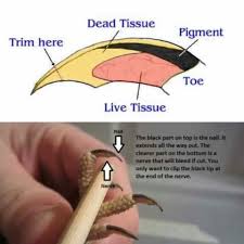 Nail Clipping Care Bearded Dragon Habitat Bearded Dragon Pet Turtle