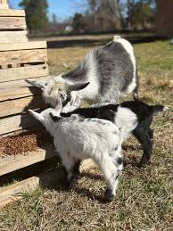 Hey yall! We recently Purchased a Momma and two babies(approximately 2  weeks old as of now) from a Gas station🙄 Yes…Gas station. My question is  the momma looks to be a little