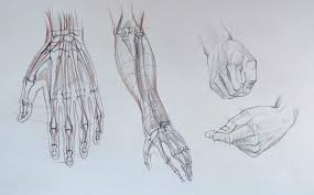 Image result for Hand Anatomy