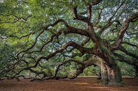 Iconic Trees Around The World Oak Tree Tattoo Live Oak Trees Angel Oak
