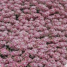 Pin On Garden