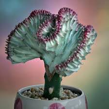 Istana bunga kaktus is wholesale nursery and grower mainly succulents. Jual River Ayu Kaktus Mini Koral Blue Tanaman Hias Terbaru Juni 2021 Blibli