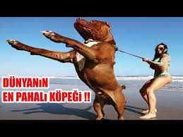 Dunyanin En Pahali Kopek Irki 3 000 000 Dolar Para Verdiler Satmadi Biggest Dog Youtube