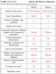 Mitosis And Meiosis Comparison Worksheets