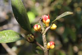 Image result for Landolphia owariensis