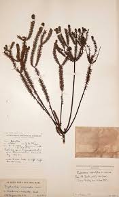 Image result for Euphorbia crebrifolia