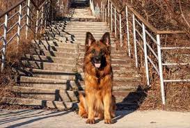 Dog names often reflect similar trends as seen with human baby names, and like baby names, dog names ebb and flow in popularity. Dog Names That Mean Loyal Male And Female