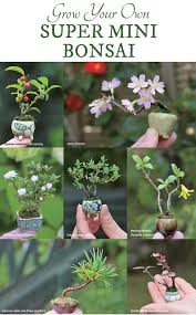 How To Make Super Mini Bonsai Empress Of Dirt Bonsai Tree Care Mini Bonsai Bonsai Plants