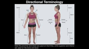 Label the body regions based on descriptions in the text. A P I Lab Exercise 1 Anatomical Position Directional Terms Body Planes Youtube