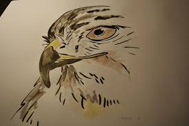 We did not find results for: Red Tail Hawk Drawings Sabicons