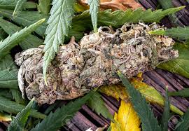 Te explicamos paso a paso cómo preparar esta receta y cómo consumirla. Hanfknospendetail Uber Frischem Grun Des Marihuanas Verlasst Auf Dunklem Holzernem Hintergrund Cannabis Vorher Und Nachher Trockene Cannabisblatter Die Gegen Frische Grune Marihuana Blatter Verwendet Werden Lizenzfreie Fotos Bilder Und Stock