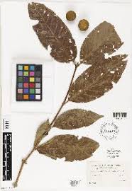 Image result for Afrocanthium salubenii