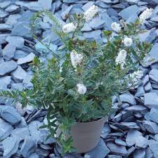 As the goddess of youth, she was generally worshiped along with her mother, of whom she. Hebe Champagne White Flowering Evergreen Special Deals Garden Plants