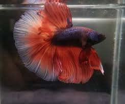 Purple Orange Halfmoon Halfmoon Betta Betta Betta Fish