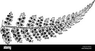 Image result for Cheilanthes schimperi