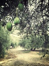 Olivares En Tiena Granada Fotografia De Naturaleza Jardines Aceitunas
