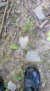 Image result for Hymenocardia ulmoides