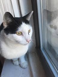 Explore and download more than million+ free png transparent images. Scared Cat Blank Template Imgflip