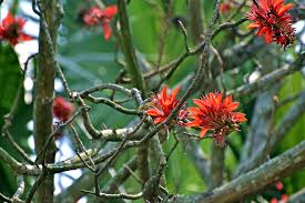 Image result for Erythrina fusca