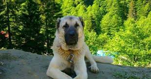 Log In Or Sign Up Kangal Kopegi Coban Kopegi Kopek