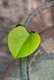 Image result for Tinospora orophila