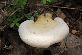 Image result for Ganoderma curtisii