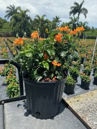 Image result for Crossandra