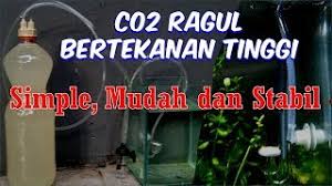 Bibit benih tanaman air carpet seed : Membuat Co2 Gula Ragi Tembus Diffuser Tekanan Tinggi Youtube