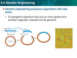 Transgenesis provides the potential for an organism to express a trait that it normally would not. New Genes Can Be Added To An Organism S Dna Ppt Download