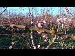 Keep your fruit trees productive, healthy and looking good with a regular pruning routine. Peach Tree Pruning For High Yield Production Youtube Tree Pruning Peach Trees Prune