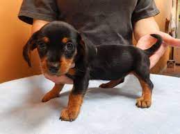Chiweenie Mr Bulldog Los Angeles Pico Rivera Dogs Puppies For Sale Chiweenie Puppies Chiweenie Puppies For Sale