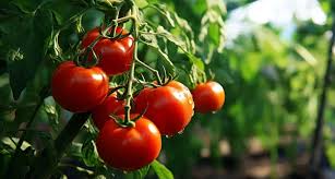The Importance of Soil pH for Growing Tomatoes - YARAFERT